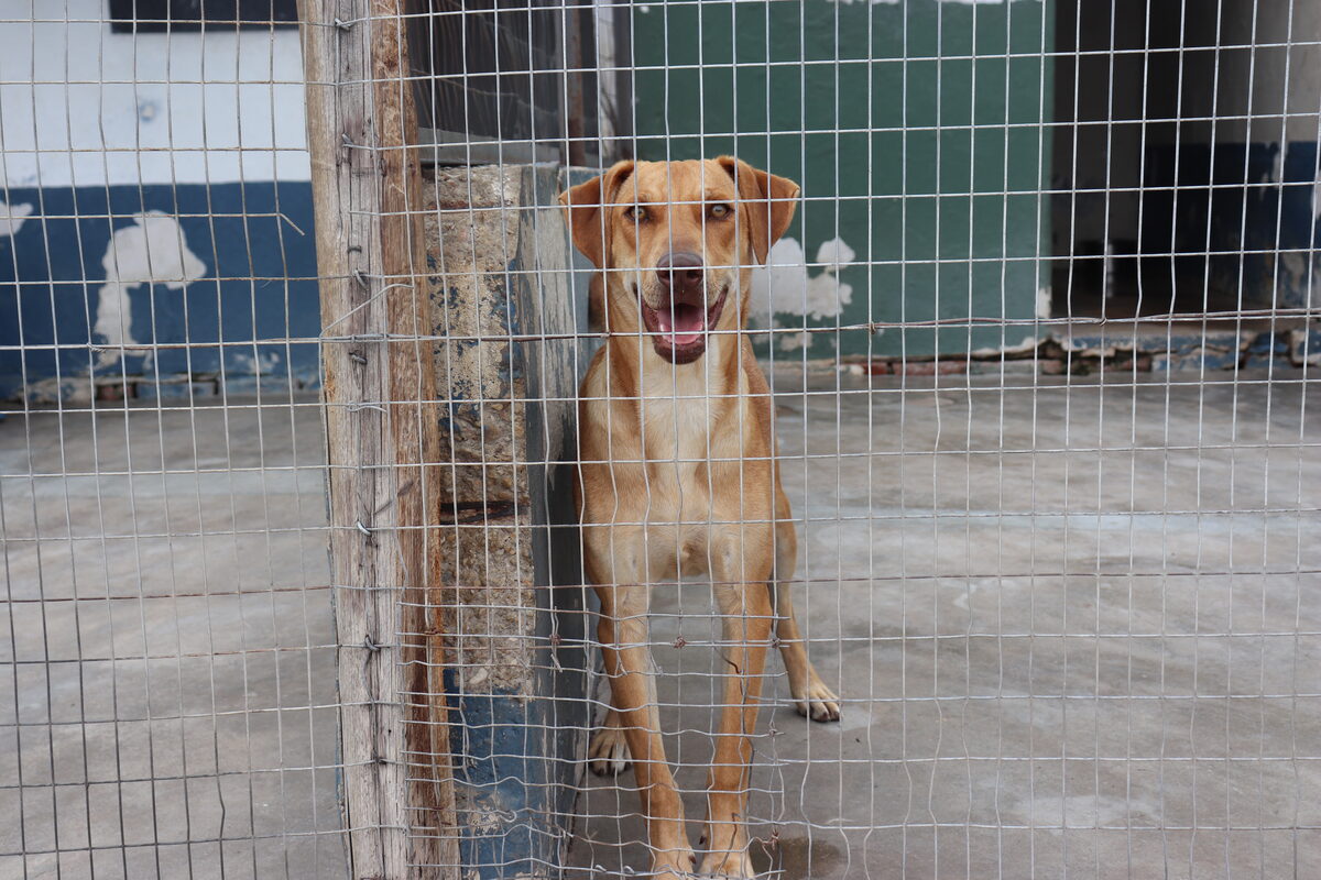 SPCA Uitenhage successfully raise R2.7 million to secure a new home for their animals.