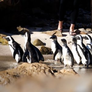 Gqeberha SANCCOB responds to surge in abandoned penguin chicks