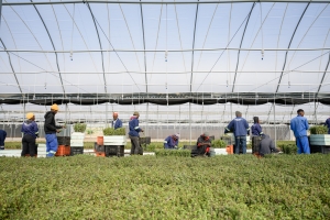 Amazon backs major Eastern Cape spekboom restoration project expected to create 11,000 jobs