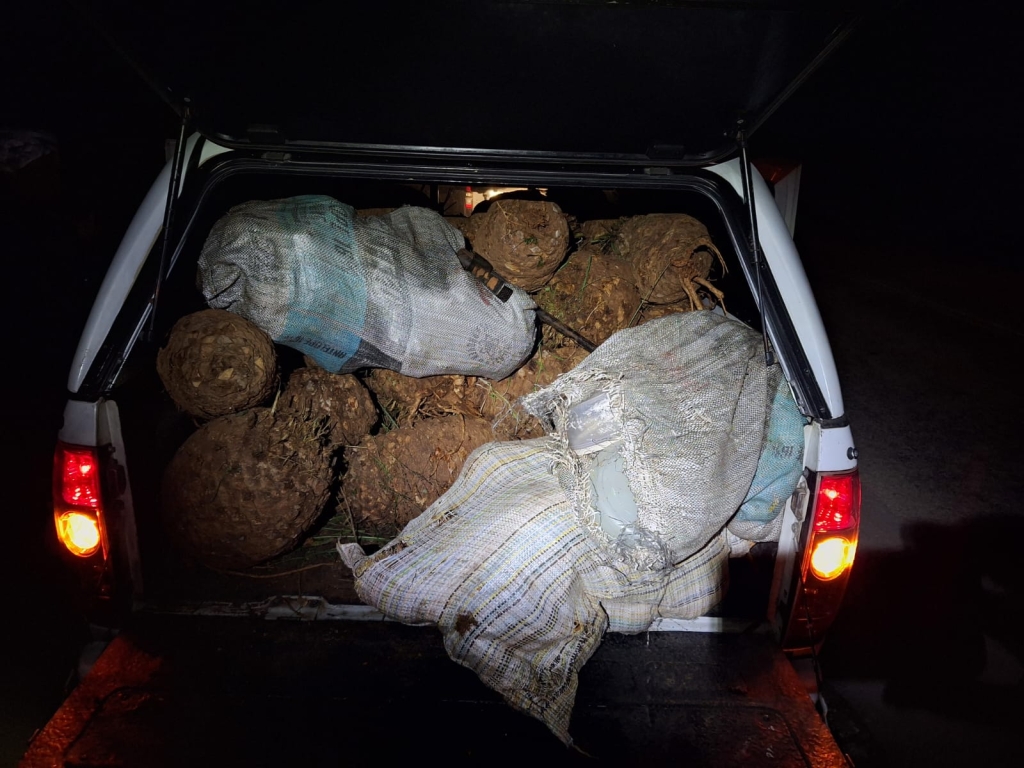 R1.5 million worth of protected cycads seized by SAPS.