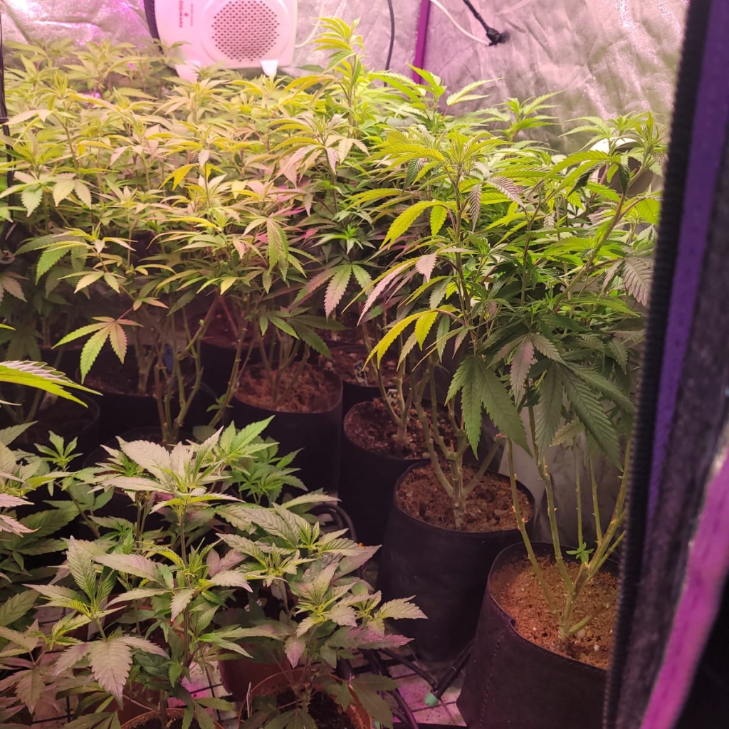 A total of 45 dagga plants, a black bag containing 27.2 grams of dagga and an unlicensed .22 caliber pistol with 9 rounds of ammunition were found and confiscated.