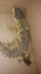 Endangered species being kept as pets an increasing problem