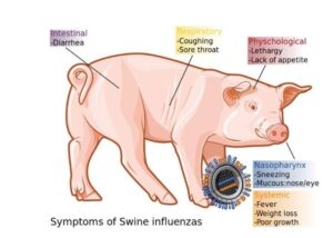 Reports of swine flu in the Free State are false