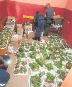 Drug plants seized