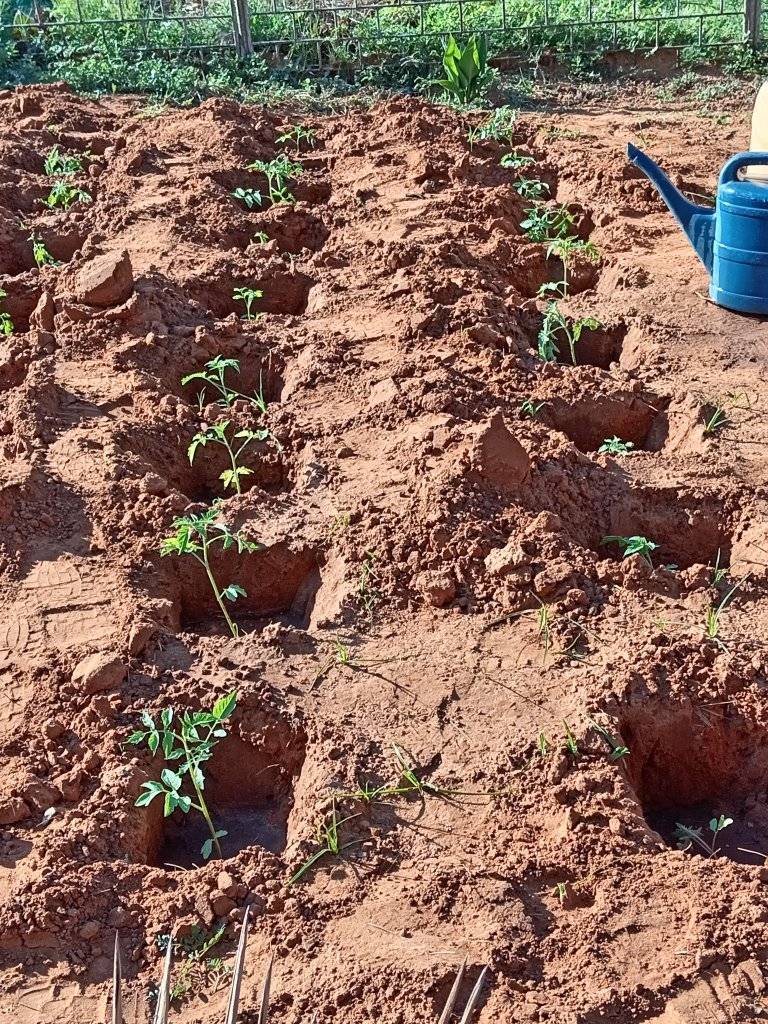 These are the early stages of tomatoes. Photo: Sup