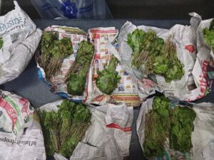Welkom police celebrate a significant breakthrough against drugs en route to Cape Town