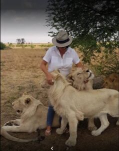 Ontsnapte leeu in Vrystaat steeds op vrye voet