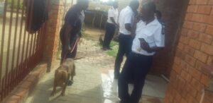 Total of 26 pit bulls given to the SPCA in Virginia