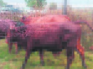 Veediewe slaan vierde keer toe