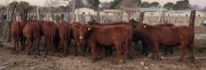 Suspected stolen Hennenman cattle seized by officials