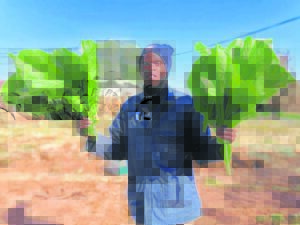 Garden to feed needy