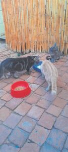 Felines killed en masse