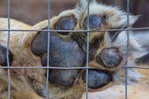 Be on the lookout for escaped lion near Ventersburg