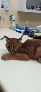 Caracal rescued from residential area