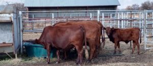 Stolen cattle recovered