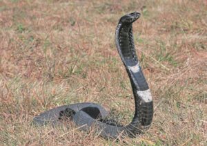 Traits of Goldfield snakes, and keeping your wits