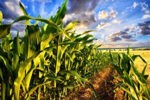 Gebrek aan steun aan Vrystaatse boere dra by tot werksverliese