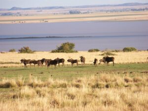 VS-damvlakke lyk só