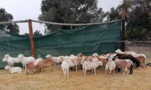 Numerous crime crackdowns celebrated by Welkom police