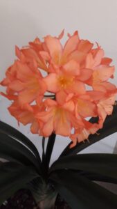 Gehalte-plante wag op clivia-skou