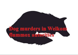 Dogs’ death a mystery in St Helena
