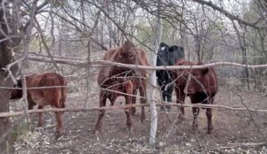 Suspected Bronville cattle thieves apprehended