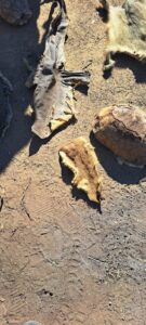 Polisie  teiken onwettige handel in bedreigde spesies