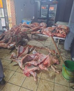 Suspected livestock thieves apprehended by Welkom police
