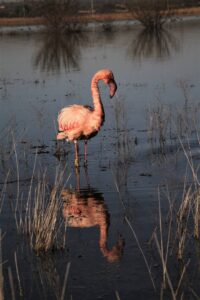 Mynmaatskappy amptelike beskermheer van kleinflamink