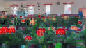 Best petals draw crowd