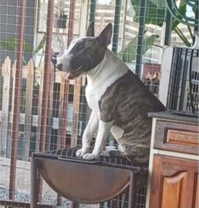 Pastoor, vrou se saak verdiep