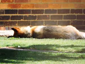 Plaasvrou lê heelnag langs haar man se lyk