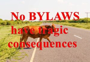 Animal bylaws remain lacking