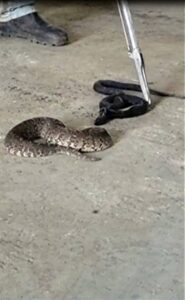 Bultfontein man sentenced after induced snake fight