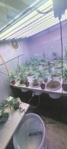 Polisie snuffel dagga uit