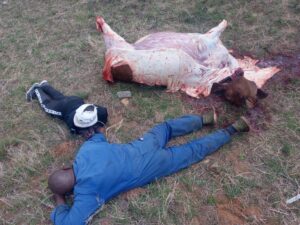 Suspected cattle thieves taken to court