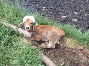Cattle returned to their home