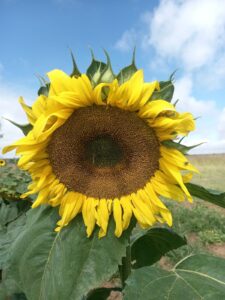 Golden globes brighten the Goldfields