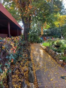 The golden hues of Autumn