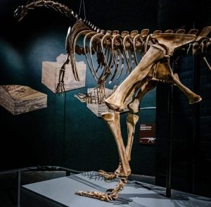 Dinosaur Centre opens in Golden Gate