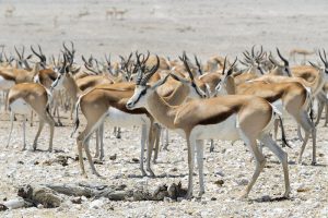 Escape the city madness for a springbok spectacular that will have you jumping for joy