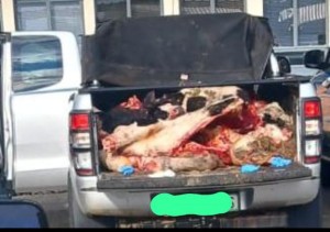 Suspected cattle thieves arrested near Welkom