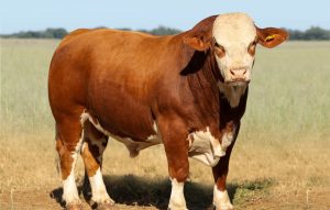 Bloemfonteinse Simbra-bulle haal rekordboeke met aanlyn veiling