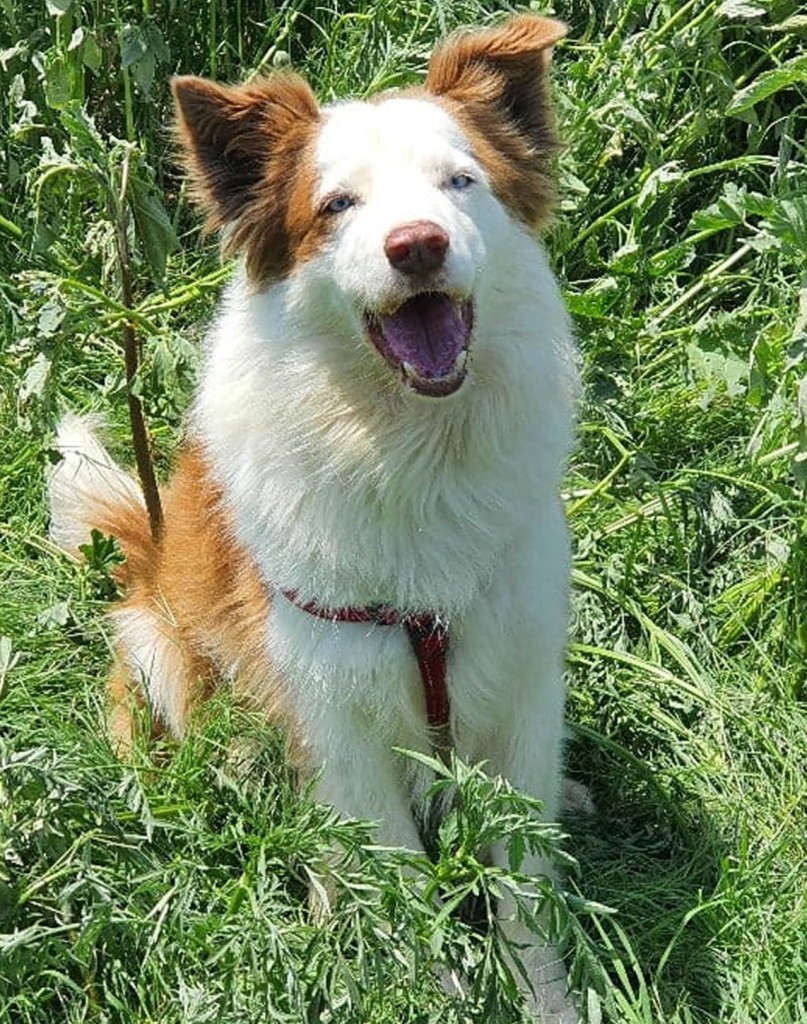 Lady steps into the large pawprints left by Bio Dog called Benji, the legendary white and brown border collie with piercing blue eyes who served diligently across the province for ten years. 