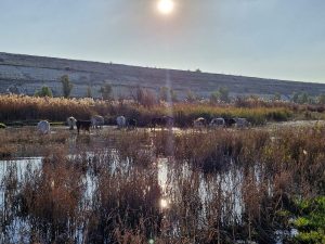 Roaming livestock problem persists