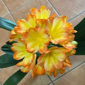 Flowers bask in their beauty