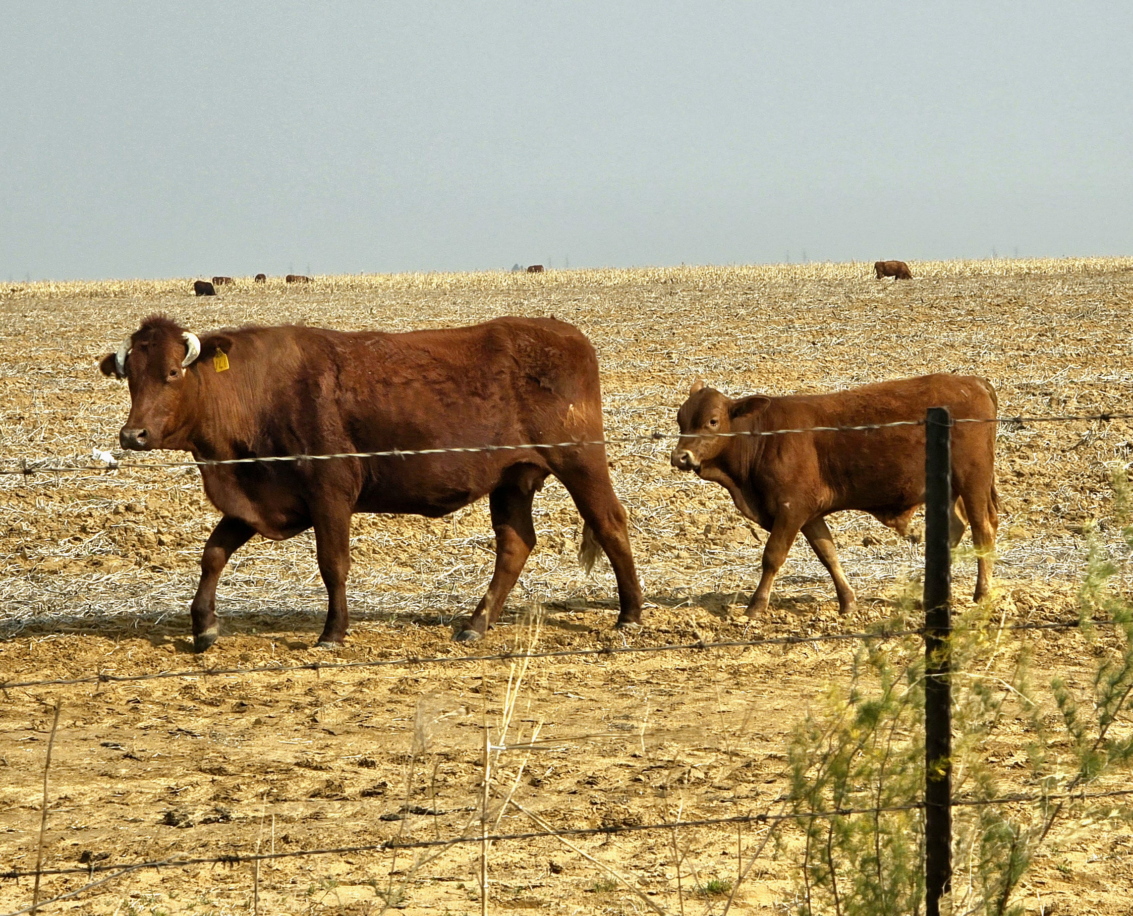 Talle nuwe gevalle van bek-en-klouseer in die Vrystaat bevestig