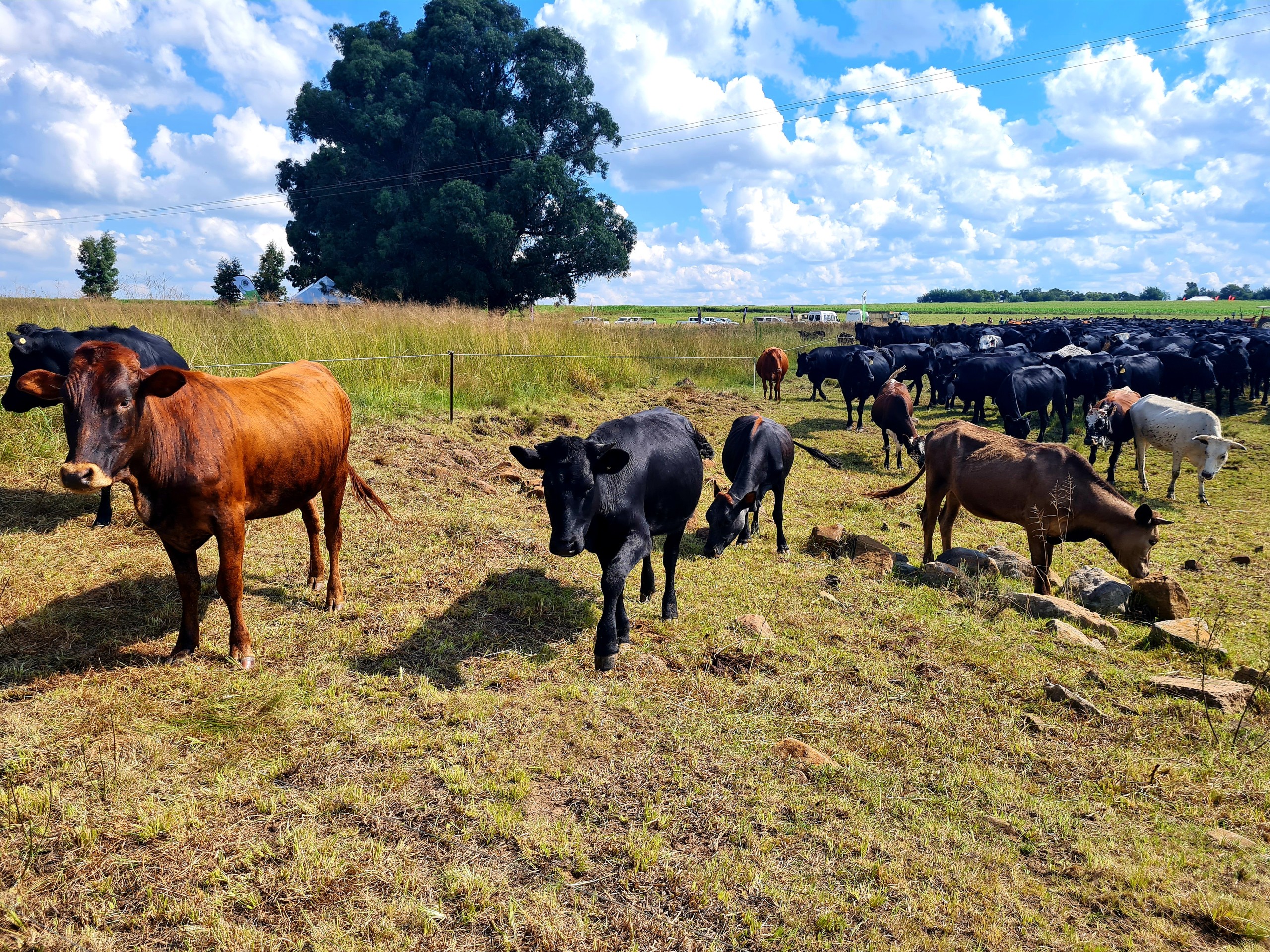 Bek-en-klouseer moet tot ramp verkaar word, vra Vrystaat Landbou