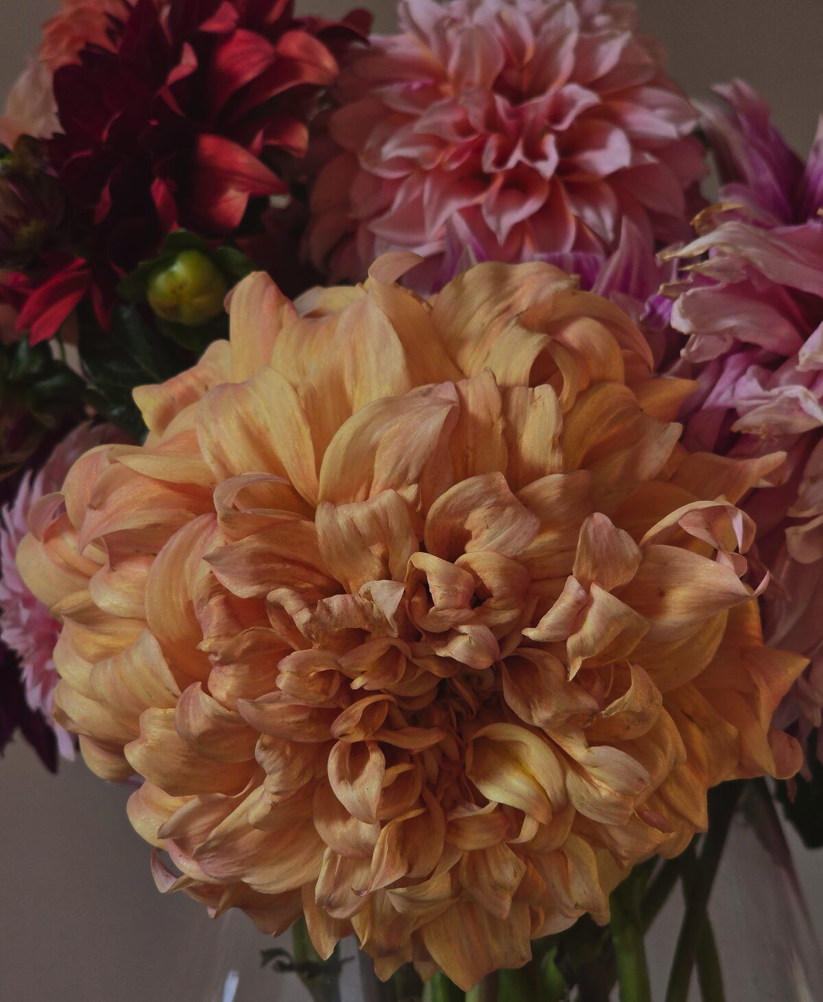 By die Blommhuys buite Wesselsbron word daar hoofsaaklik verskillende Dahlias en Zinnia's geplant.