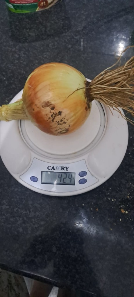 Sy het ook uie geoes wat van saad gekweek is sedert Mei 2025. Die grootste ui vanjaar het 424 gram geweeg.